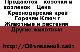 Продаются 2 козочки и козленок › Цена ­ 12 500 - Краснодарский край, Горячий Ключ г. Животные и растения » Другие животные   